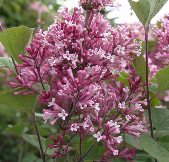 Сирень Мейера 'Тинкербелл' (вишневая)